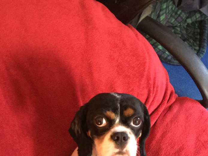 Cavalier king Charles spaniel, goes by the name Charlie, £450, COLLECTION ONLY, Stunning little bouncy boy, great with children, just lovable, doting an caring, unfortunately for me I am disabled an can no longer have him, any person is welcome to come se