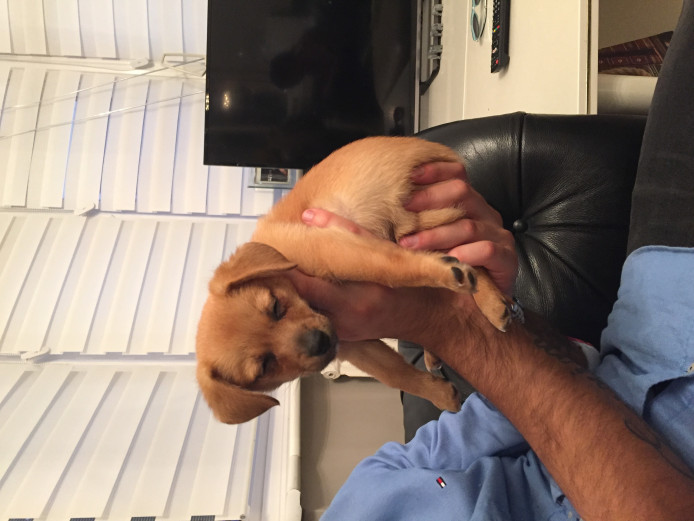 Pomeranian x Jack Russell puppy