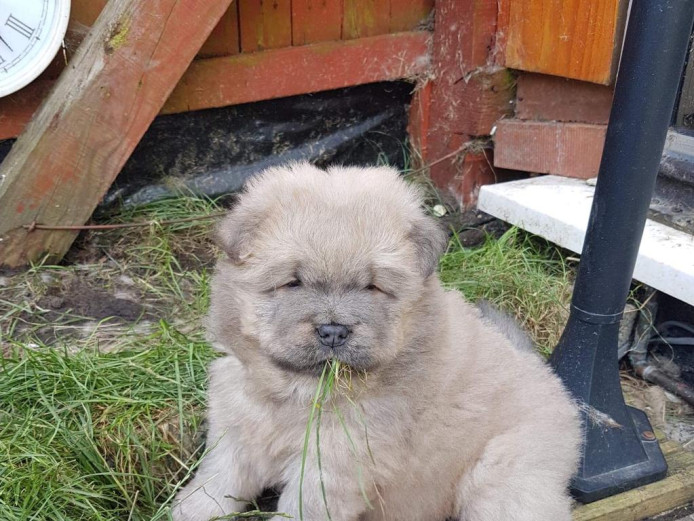 Amazing pedigree Chow Chow puppies 
