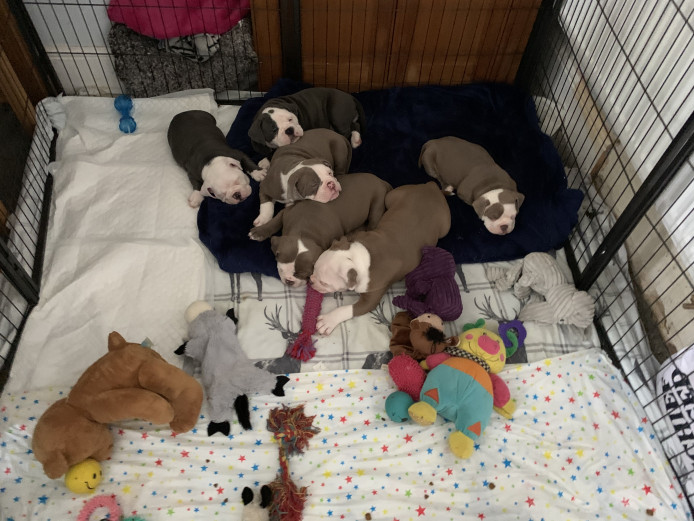 Old Tyme bulldog puppies