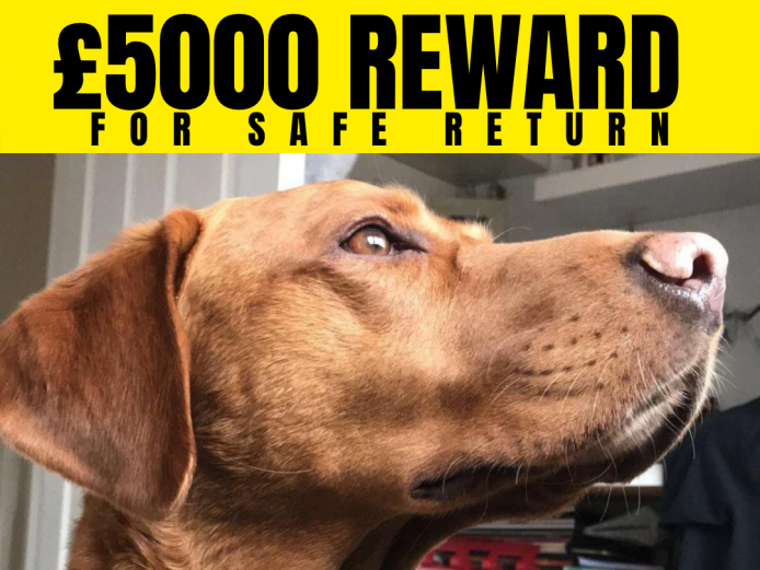 £5000 REWARD - STOLEN FOX RED LABRADOR 