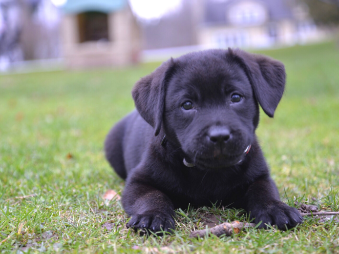 Wanting a puppy (open to breed) 