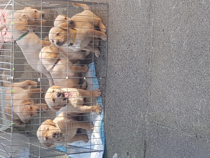Puppies for sale 