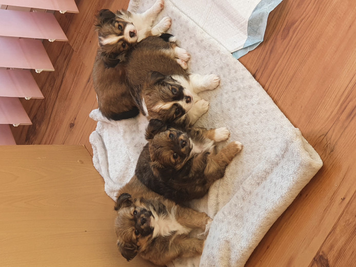 Long haired chihuahuas puppies 