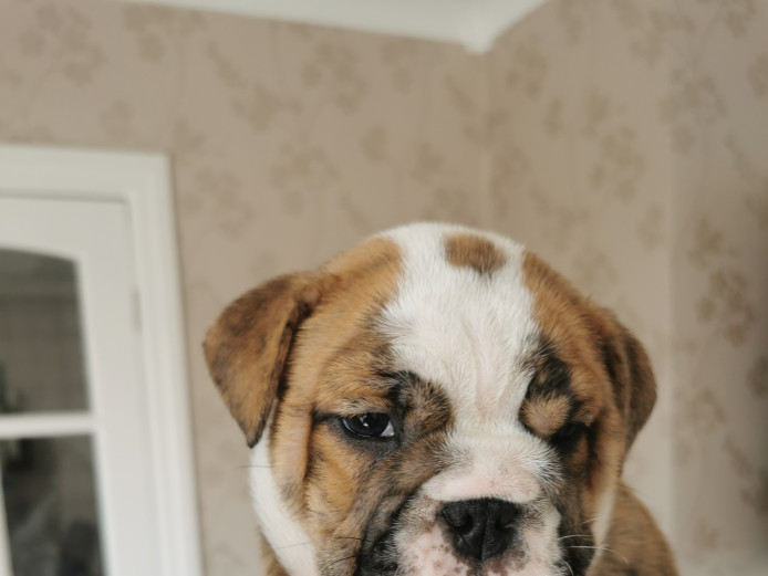 4 English Bulldog Puppies 
