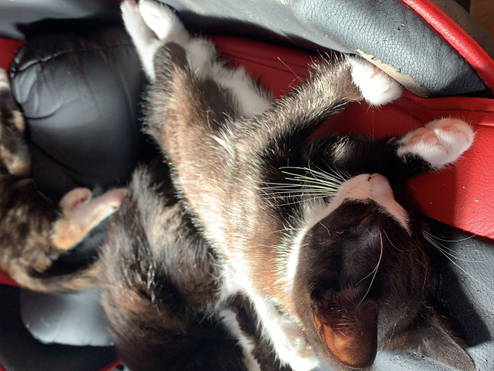 2 female kittens for sale