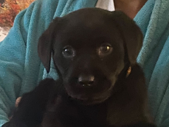 Come meet my gorgeous black lab