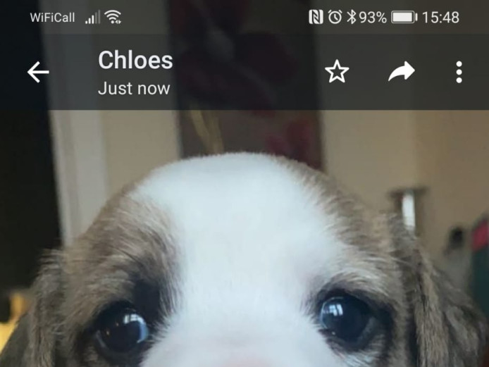 Two stunning Jack russell boys