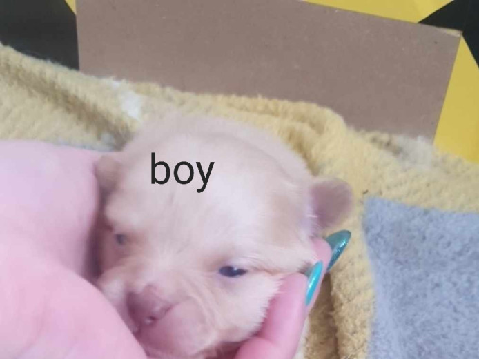 Pomchi puppies ???? 3 males and 1 female available 