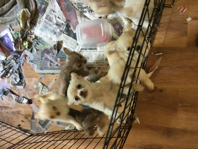 Best looking long haired chihuahuas