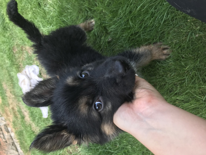 Stunning puppies for sale !!!