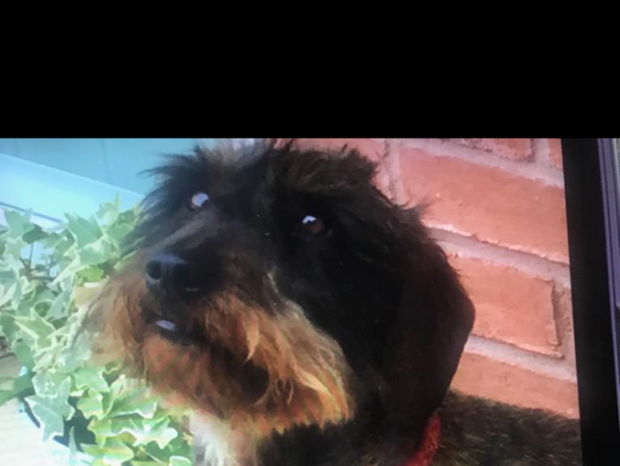 KC STANDARD WIREHAIRED DASCHUND