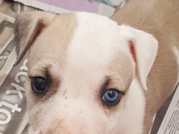 American bulldog x puppies 