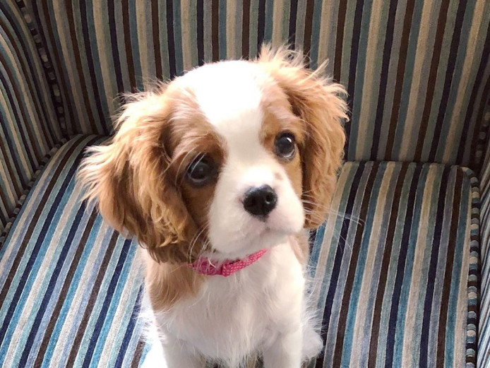 Cavalier King Charles Puppies