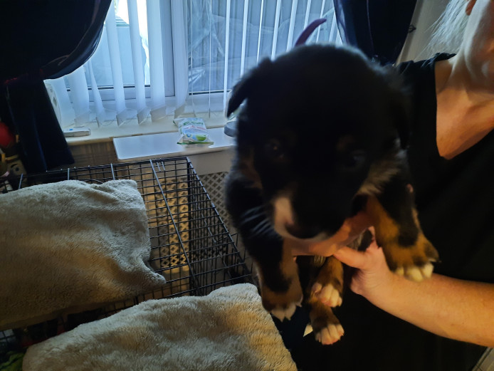 Collie puppies for sale (all female)