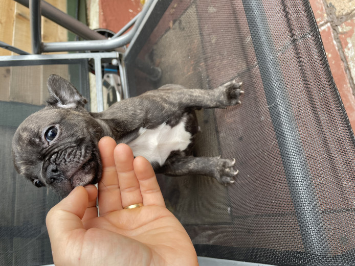 Stunning - Chocolate brindle/Fawn/Merle/Black