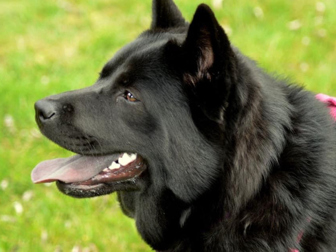 Beautiful Chowski puppies for sale (chow chow x husky)