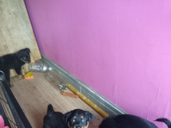 Chucky rottweiler puppies