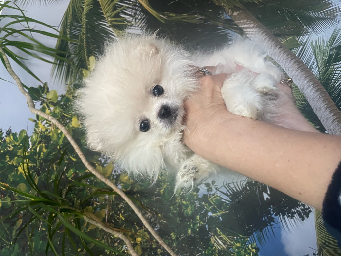 german spitz (klein) pomeranian