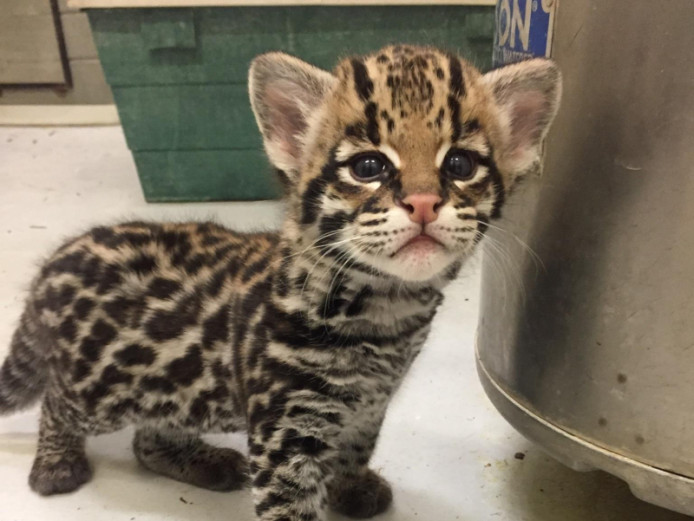 Ocelot Kittens Avialable 