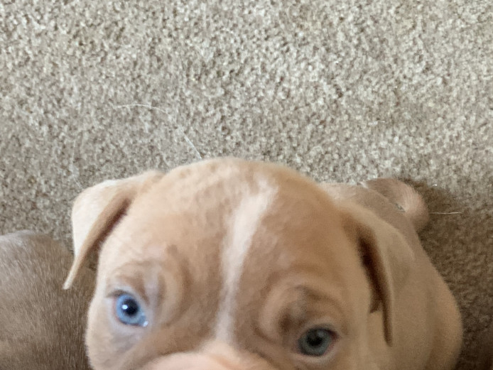OLD ENGLISH BULLDOG PUPS FOR SALE