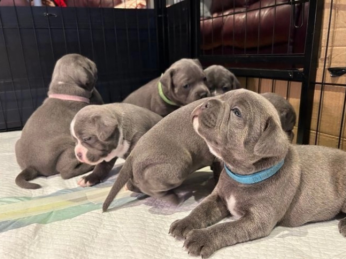  ***********PRIMEYARD FANTASTIC BULLSCAFF PIRO&BONNIE BLUE QUEEN BEAUTIFUL LITTER 