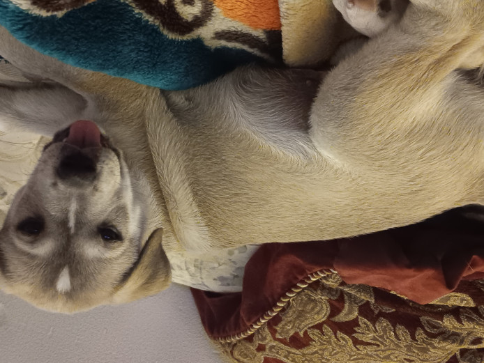 Female husky pitbull