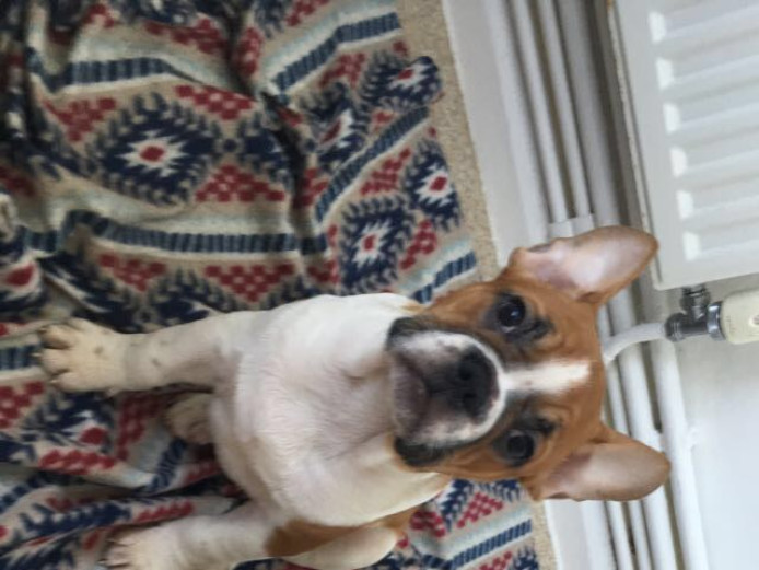 French bulldog puppies