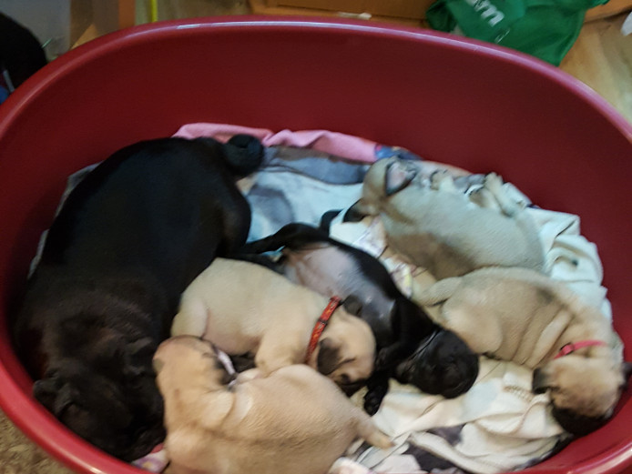 Kc reg chunky pug puppies ready 22nd oct