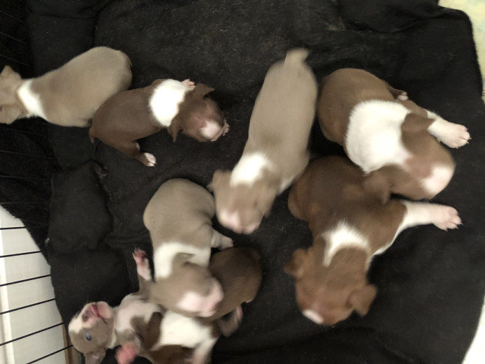 Boston Terrier pups 