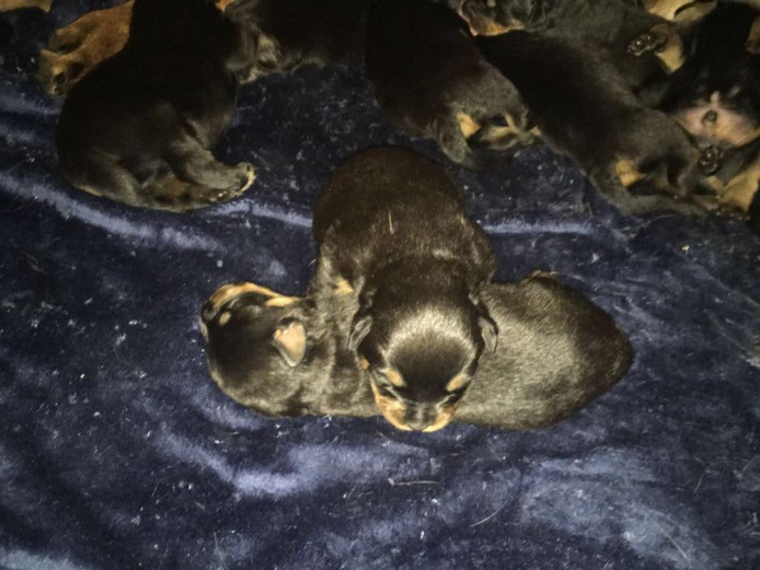 Rottweiler puppies for sale