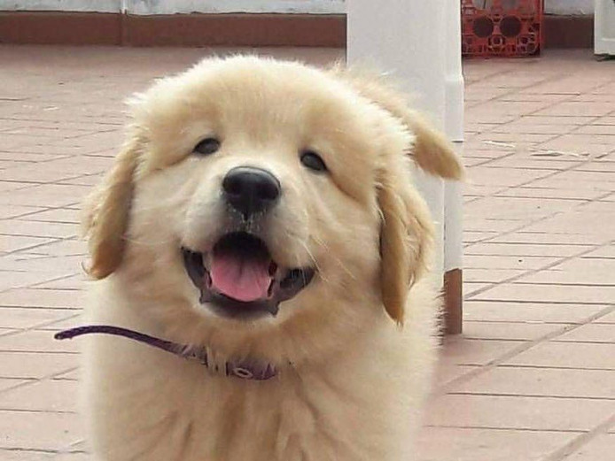 Retriever for adoption