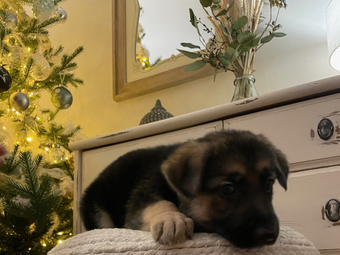 German Shepherd Puppies