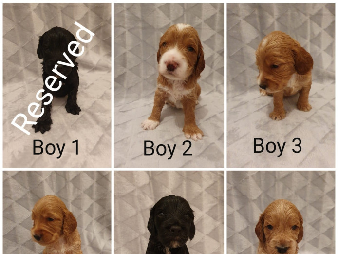 Beautiful cockerpoo litter 