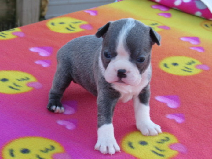 Boston terrier puppies