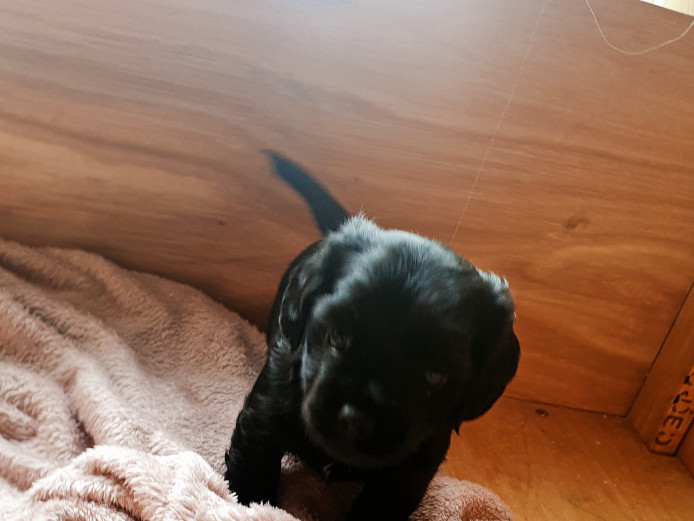 Jug x mini daschund pups