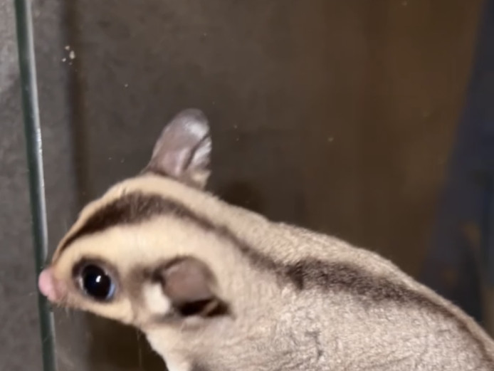 1 male 100% het leu sugar glider joey