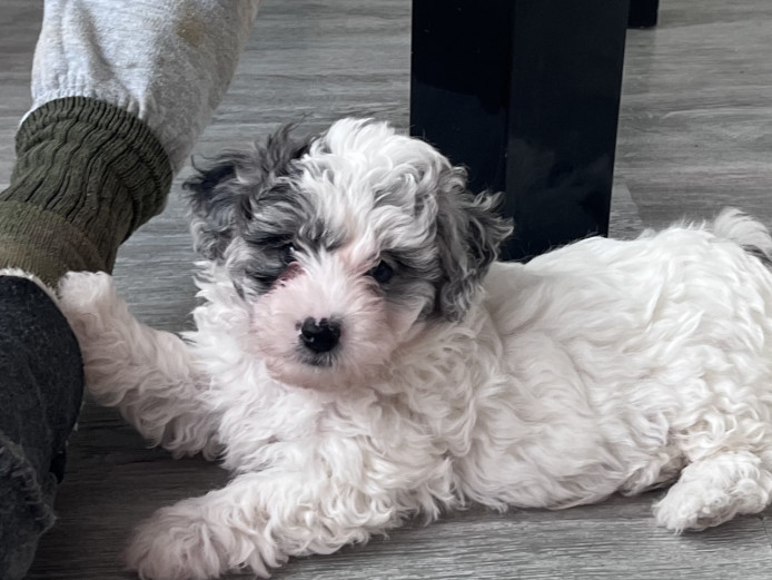 Teddy toy poochon puppies 