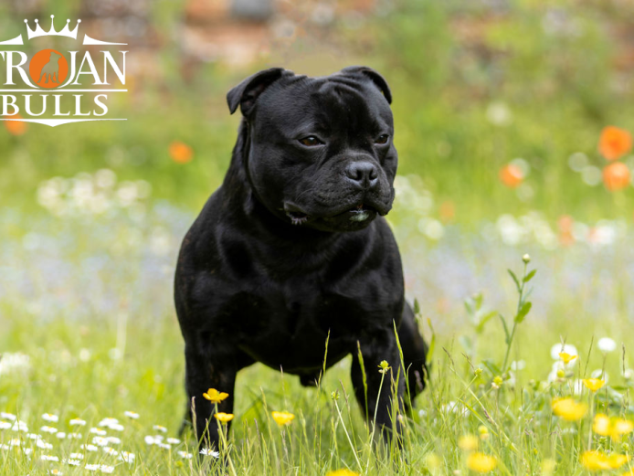 Champion Mica for stud 