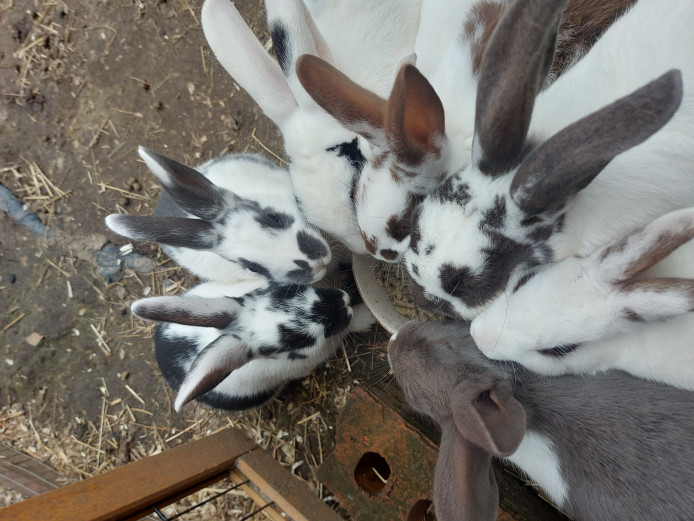 free baby rabbits to good home