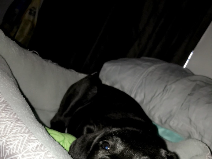 Lab retriever puppy 3 months old 