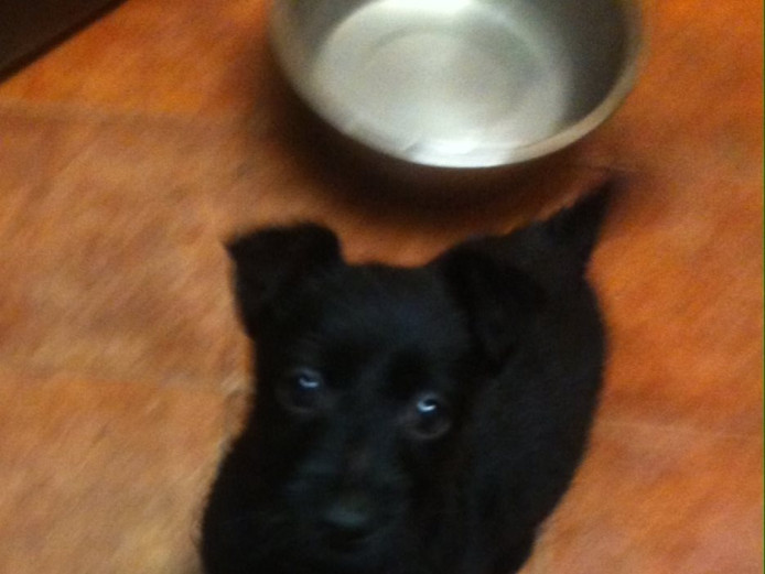 Stunning Terrier Puppys