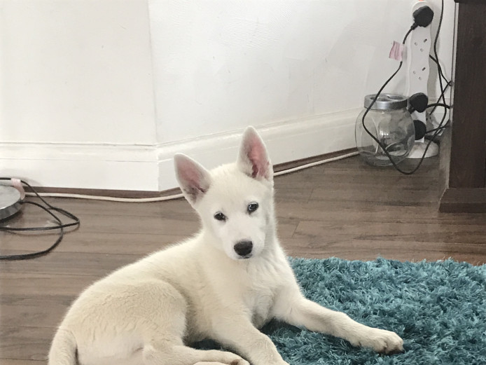 Beautiful male husky puppy 