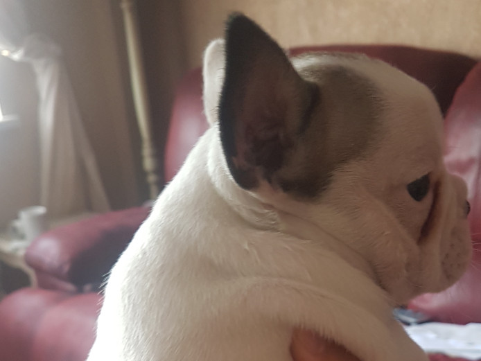 2 beautil bulldog puppied