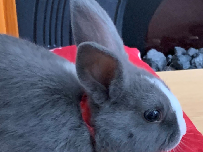 2 Beautiful and Lovely Male Twin Rabbits 16 Weeks Netherland Dwarf