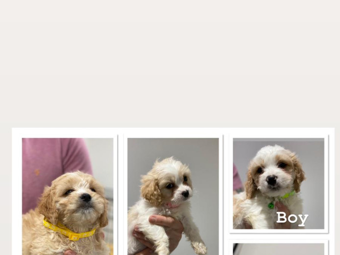 Beautiful Cavachon’s 