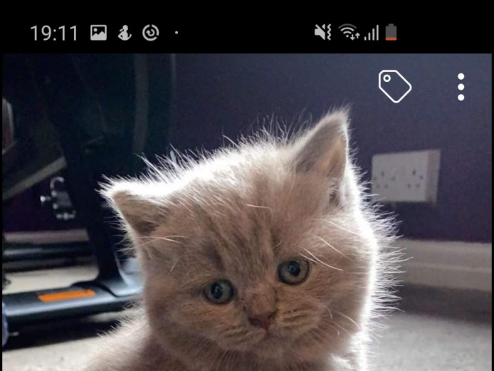 British blue kittens for sale 