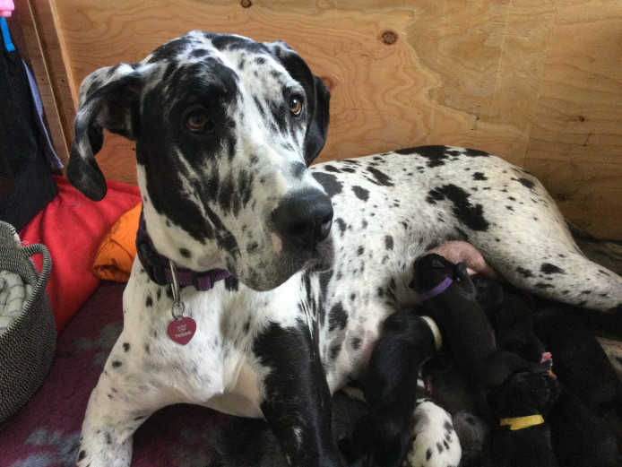 12 Great Dane puppies 
