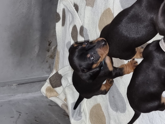 Dachshund puppies 