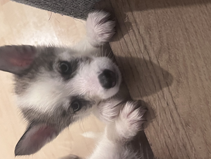 Siberian husky puppies 